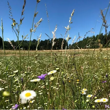 Tatil Evi Papierowka *